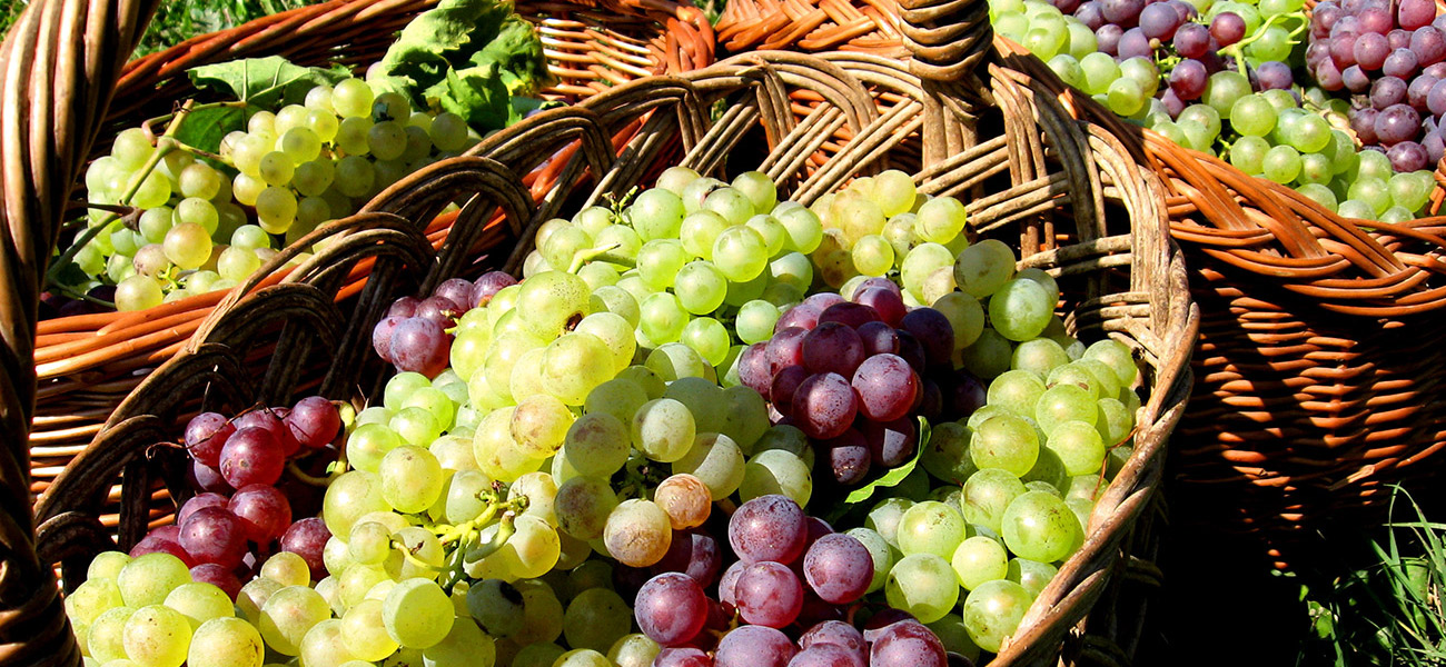 images/itineraries/foodwine/Northern-tastes-basket-of-grapes-italy-tours-600px.jpg