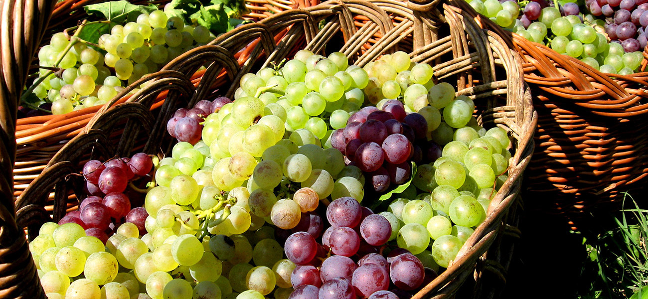 images/itineraries/foodwine/Northern-tastes-basket-of-grapes-italy-tours.jpg
